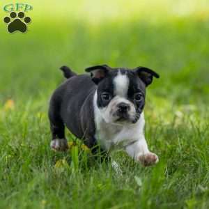 Kody, Boston Terrier Puppy